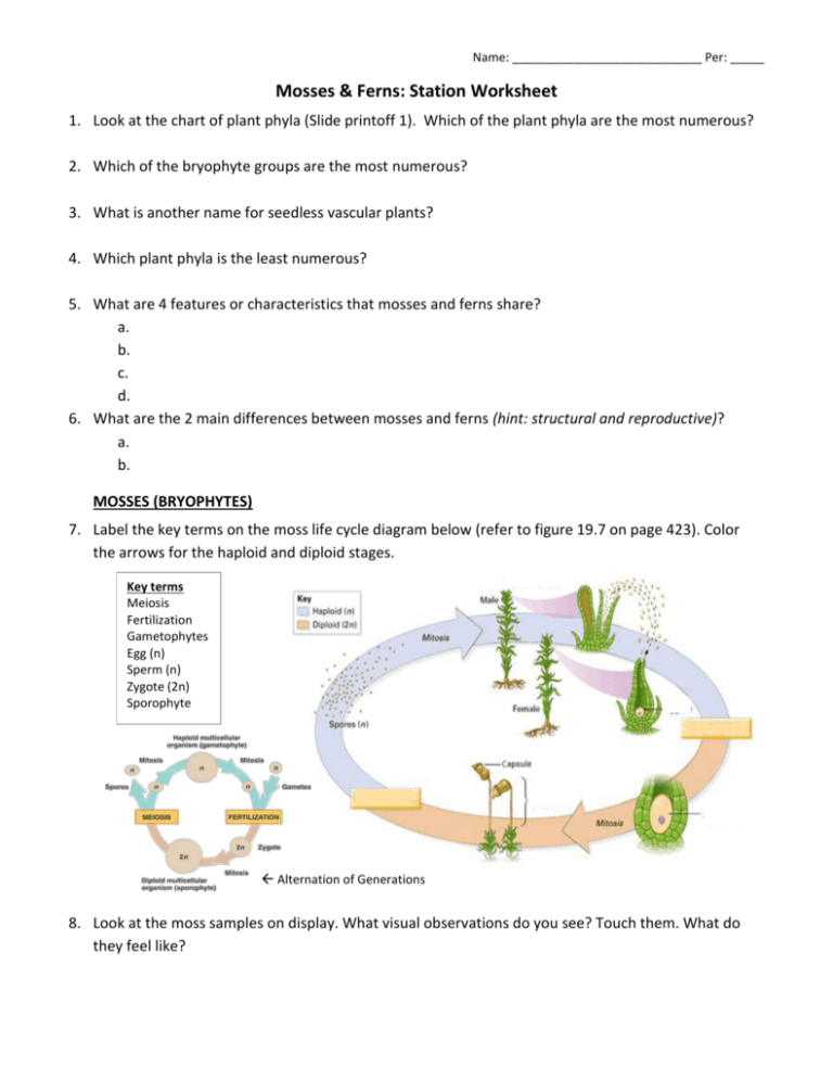 Mosses &  Ferns: Station Worksheet