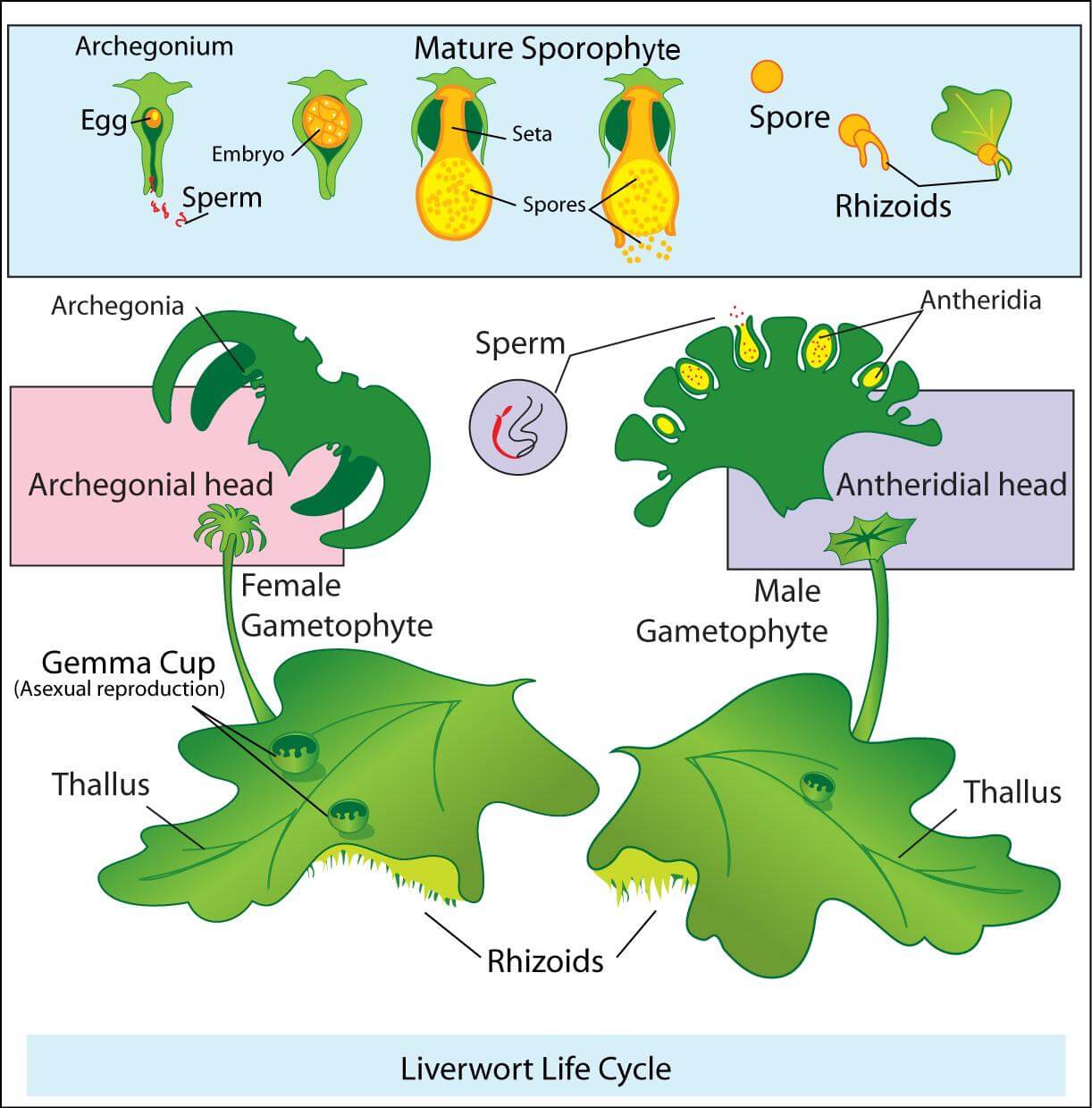 Bryophytes: Habitat, Classification, Characteristics, Economic ...
