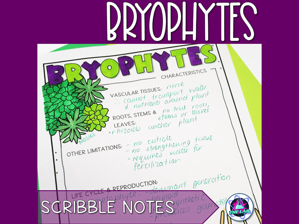 Bryophyte Scribble Notes  