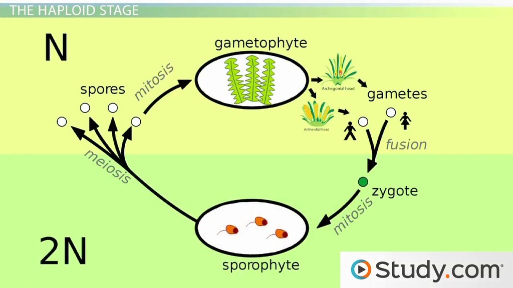 Moss Life Cycle | Diagram, Parts &  Reproduction Video