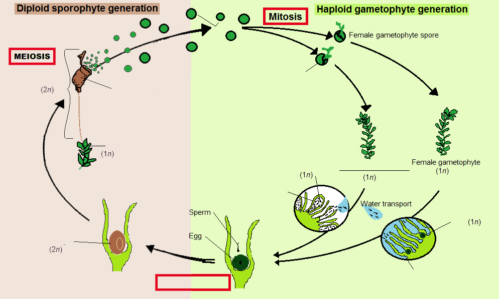 The Life Cycle of Mosses (Byrophytes) Lab | OERTX