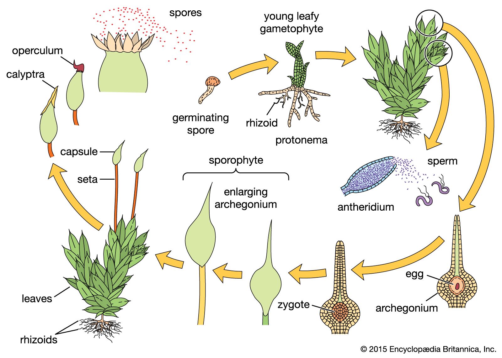 Bryophyte | Definition, Characteristics, Structure, Examples ...