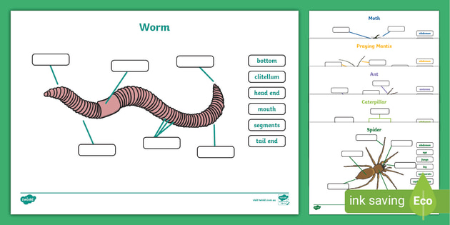 Parts of Bugs Worksheets - Year 1 Science (Lehrer gemacht)