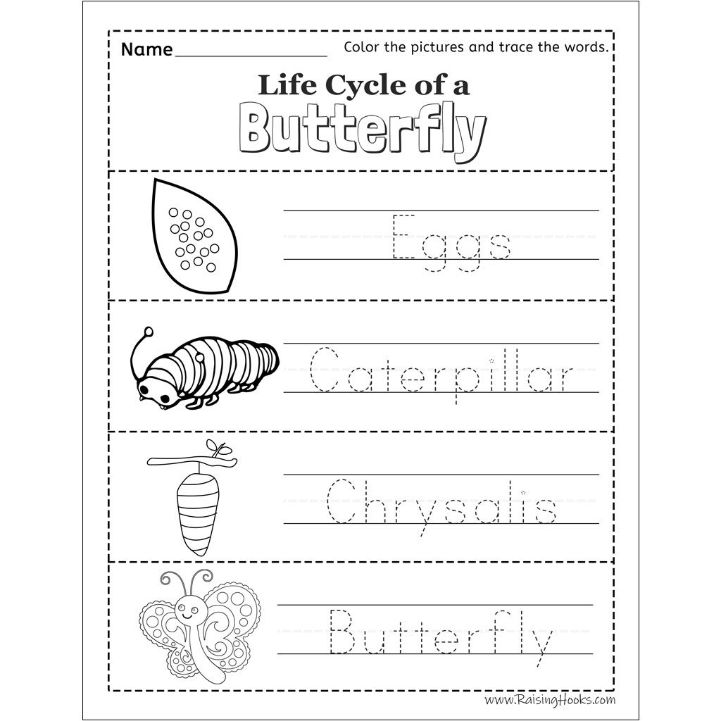 Color the Life Cycle: Butterfly | Worksheet 
