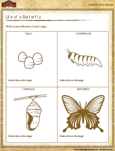 Butterfly Life Cycle Worksheet | Download Free Printables For Kids
