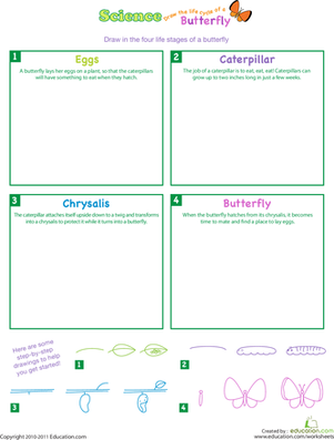 15 Free Life Cycle of a Butterfly Printables - Fun-A-Day!