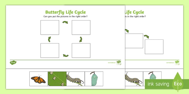 Butterfly Life Cycle - Free Worksheet - SKOOLGO