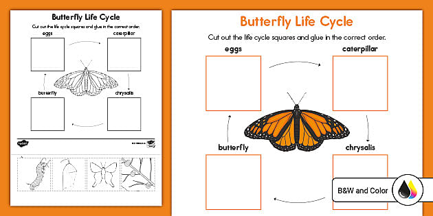 butterfly life cycle worksheet