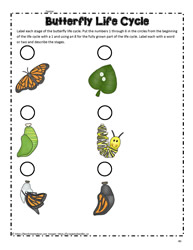 butterfly life cycle worksheet