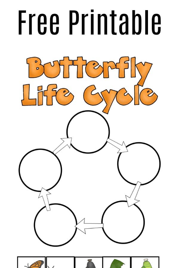 Label the Stages of the Butterfly Life Cycle  