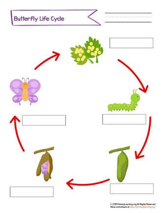 Printable Life Cycle of a Butterfly Diagram