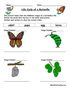 butterfly life cycle worksheet