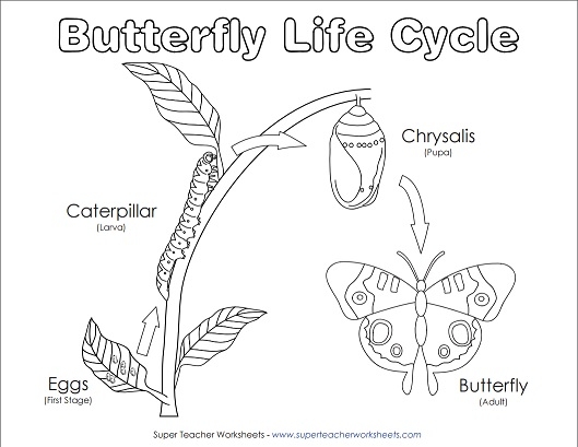 butterfly life cycle worksheet