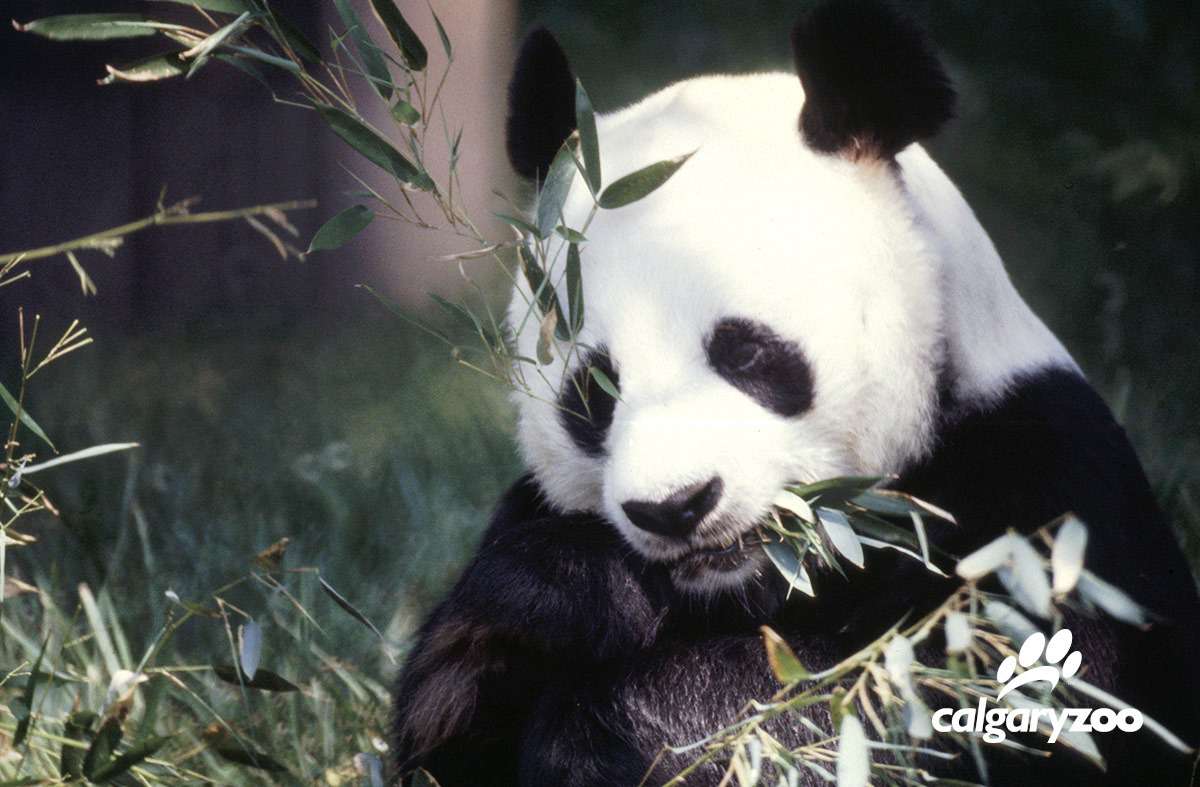 Calgary Zoo, Clement Lanthier, Panda Passage open May 2018 | blooloop