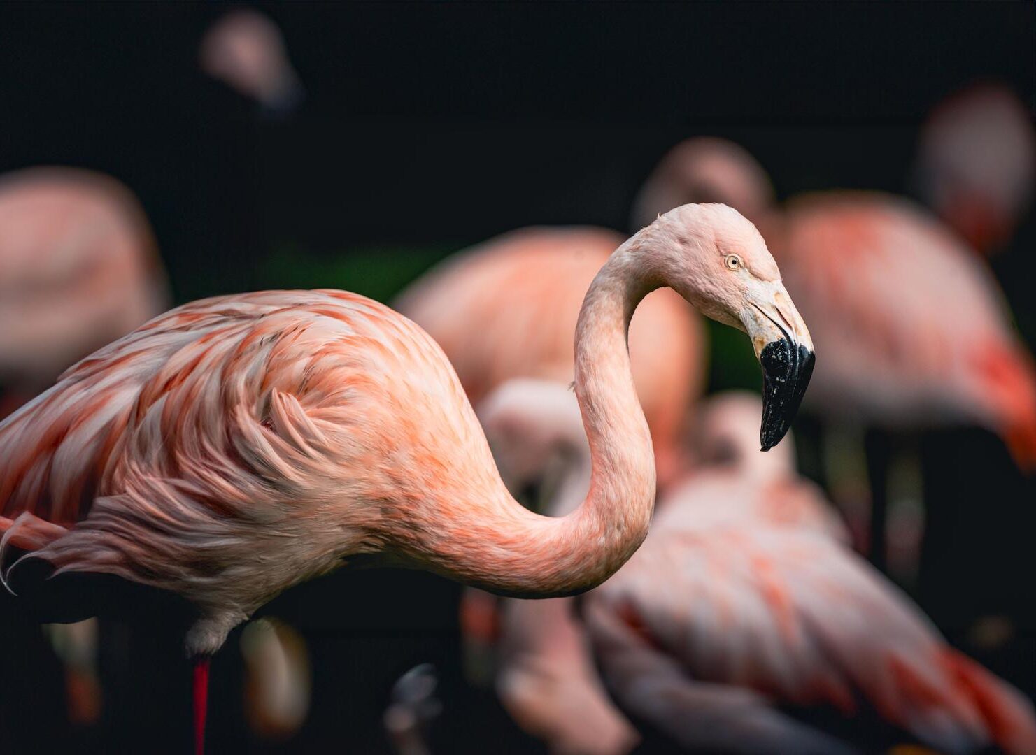 Discounts - Wilder Institute/Calgary Zoo