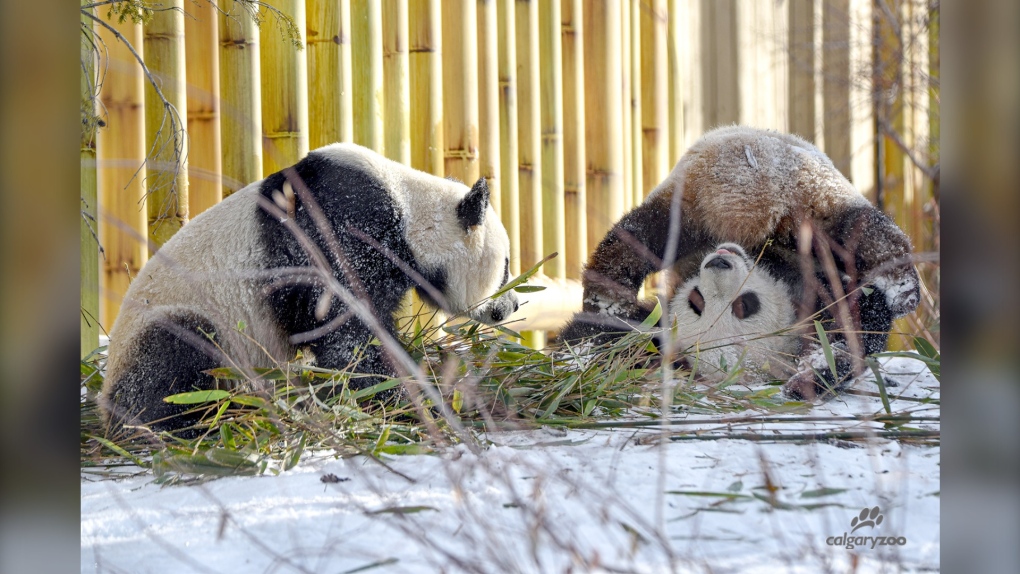 calgary zoo printable coupons 2018