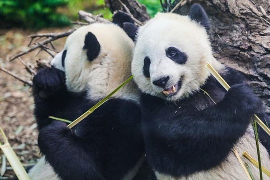 calgary zoo printable coupons 2018