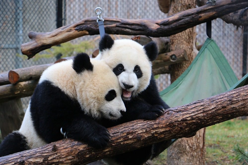 calgary zoo printable coupons 2018