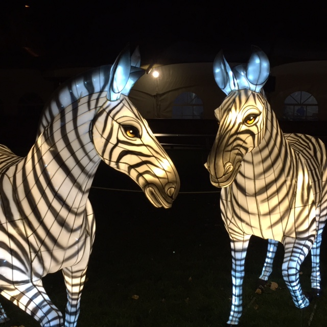 Illuminasia at the Calgary Zoo | Drink - Play - Love