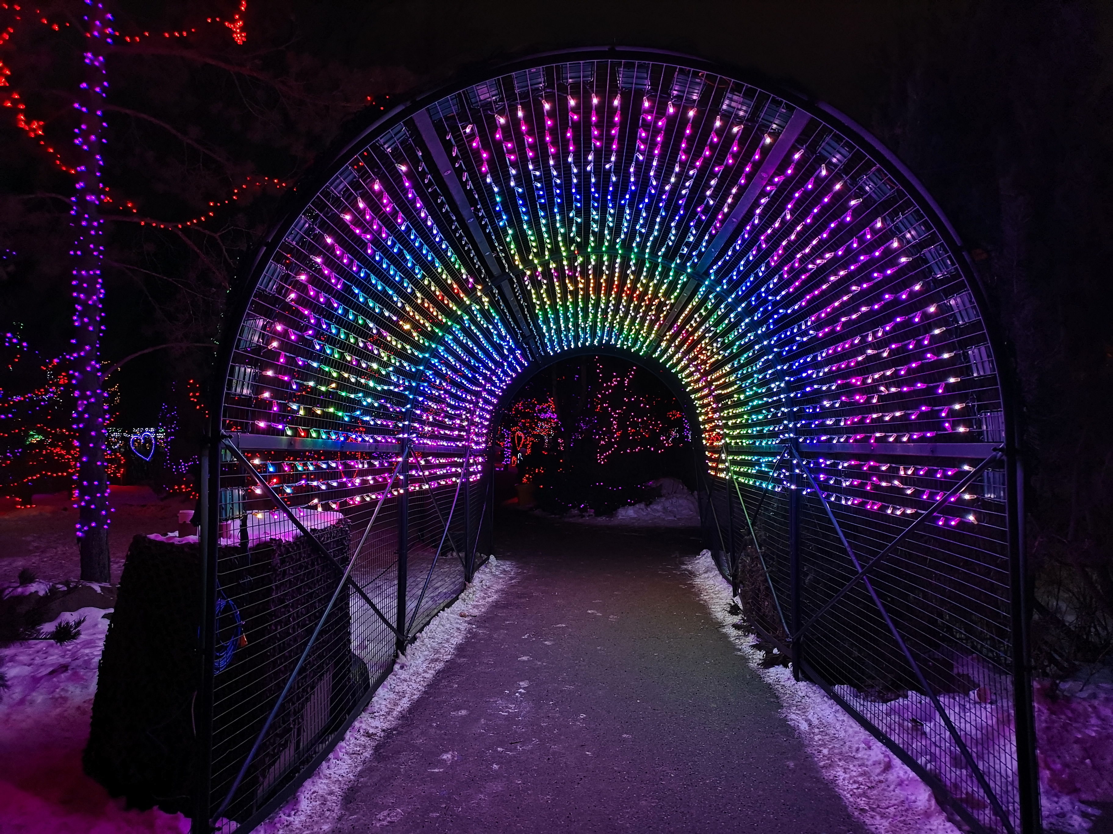 Zoolights in Calgary- what to know before your visit -