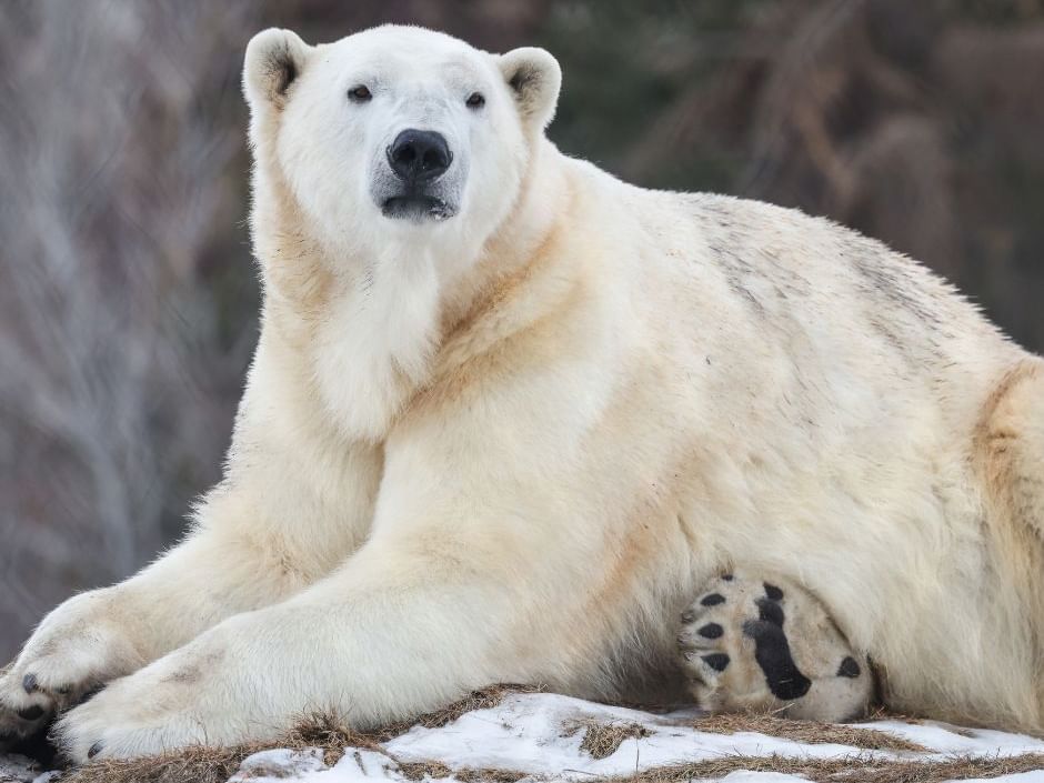 calgary zoo printable coupons 2018
