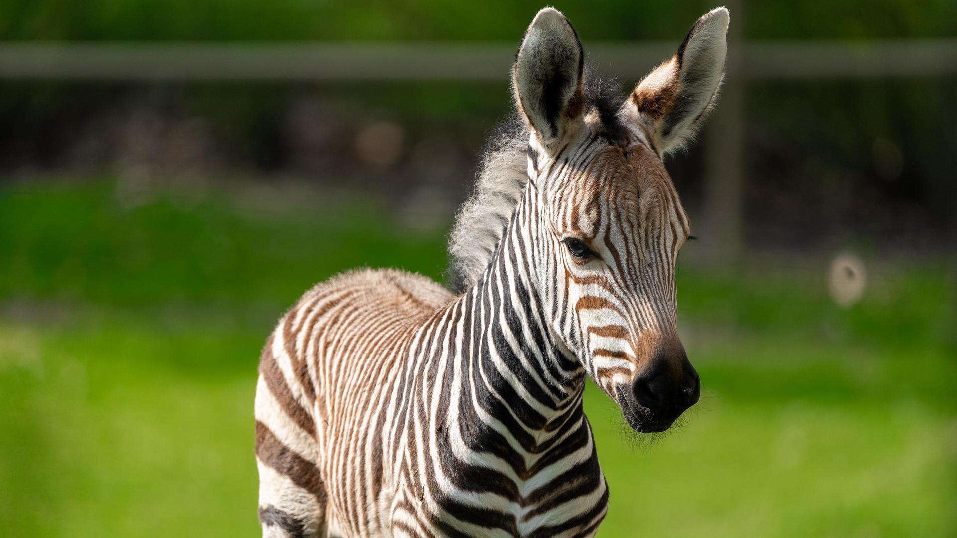 Membership FAQs &  Parking - Wilder Institute/Calgary Zoo