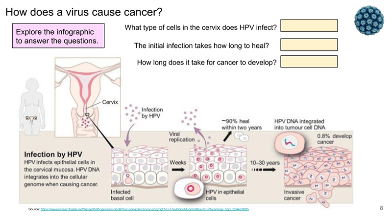Mitosis, Cancer and the Cell Cycle - A Case Study