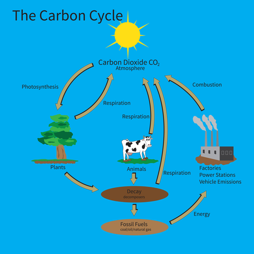 carbon cycle comprehension worksheet answers
