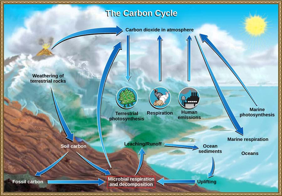carbon cycle diagram worksheet