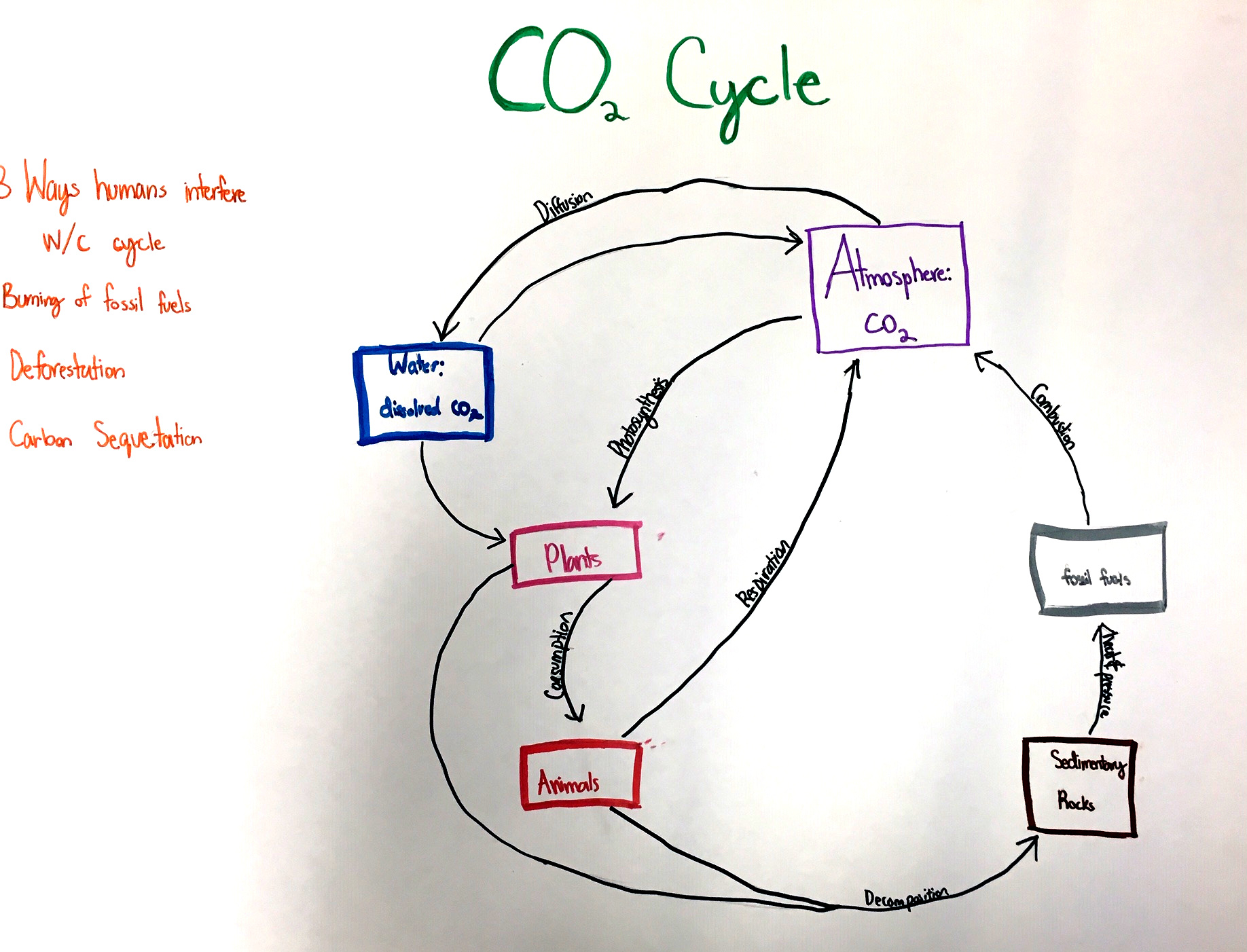 The Carbon Cycle and Climate Change | NSTA - Worksheets Library