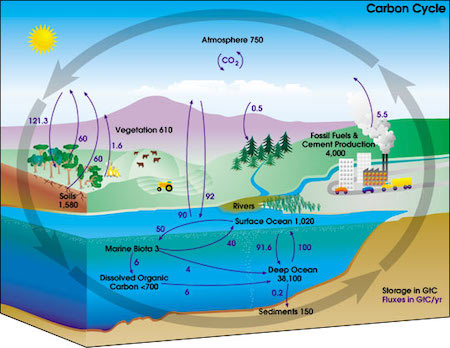 The Carbon Cycle | Definition, Process &  Summary - Lesson | Study.com