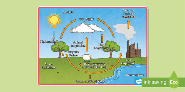 carbon cycle diagram worksheet