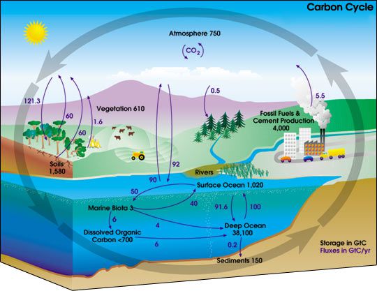 Learn About the Carbon Cycle