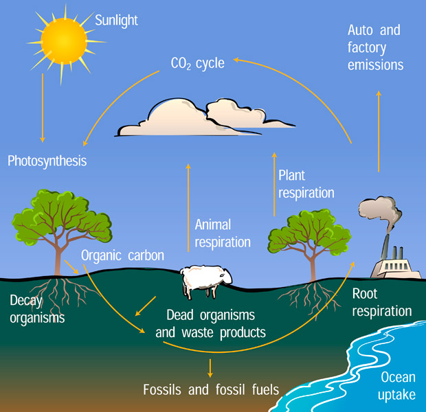 Carbon Cycle Diagram | Center for Science Education