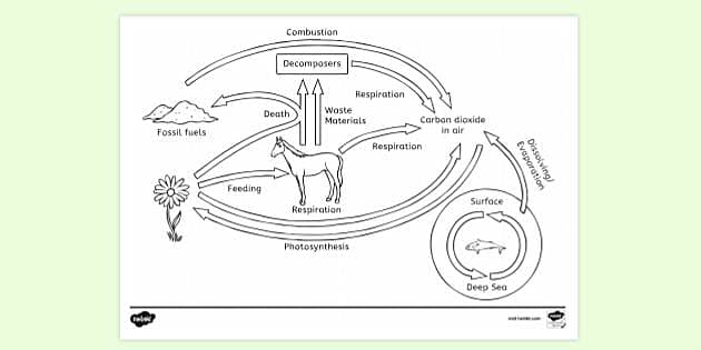 FREE! - Carbon Cycle Colouring Sheet | Colouring Sheets
