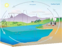 Carbon Cycle Worksheets: Free Biogeochemical Cycle Lessons