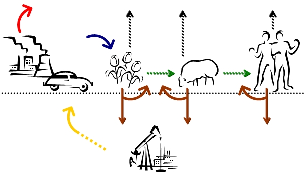 carbon cycle worksheet