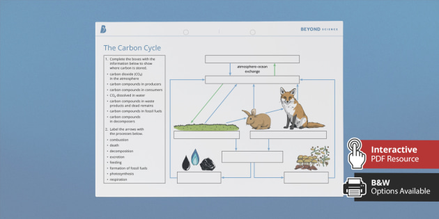 KS3 Carbon Cycle Homework Worksheet / Worksheet - Twinkl