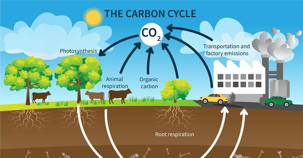 Carbon cycle game | Resource | RSC Education