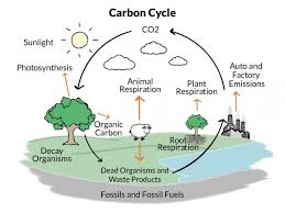 Carbon - Oxygen Cycle | 1.2K plays | Quizizz