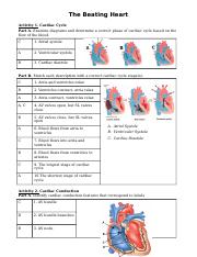 Beating Heart Worksheet.docx - The Beating Heart Activity 1 ...