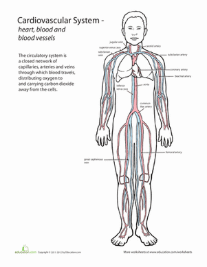 Inside-Out Anatomy: The Cardiovascular System | Worksheet ...