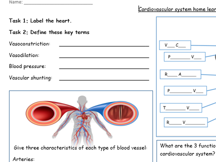 cardiovascular worksheet
