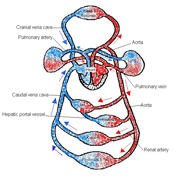 The Anatomy and Physiology of Animals/Circulatory System Worksheet ...