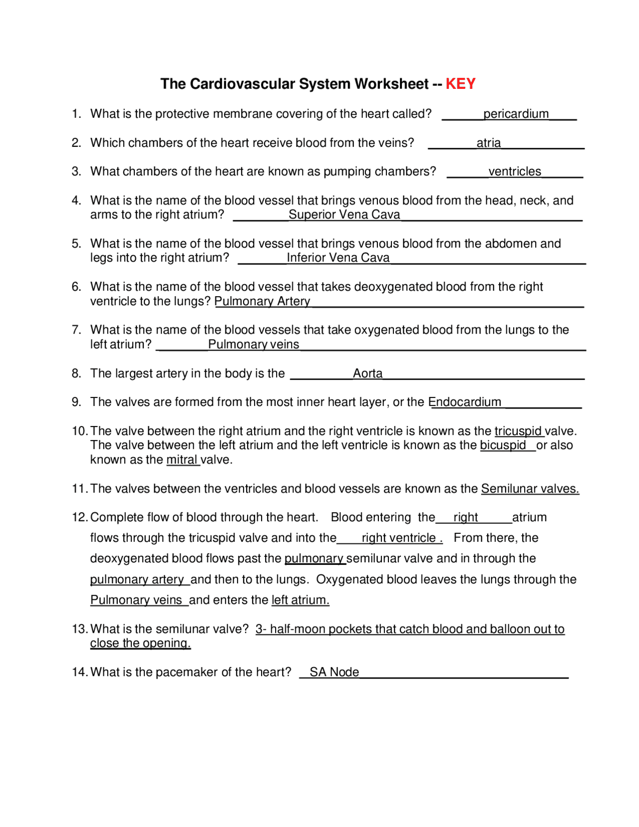 The Cardiovascular System - Worksheet | PDF | Blood Vessel