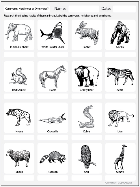 carnivore herbivore omnivore worksheet