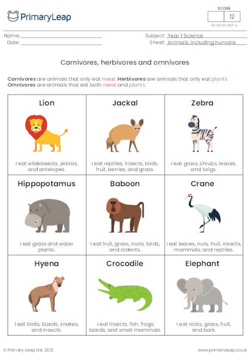 carnivores herbivores and omnivores worksheet