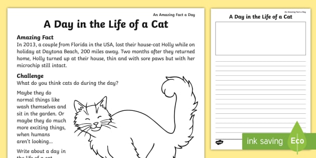 cat worksheet