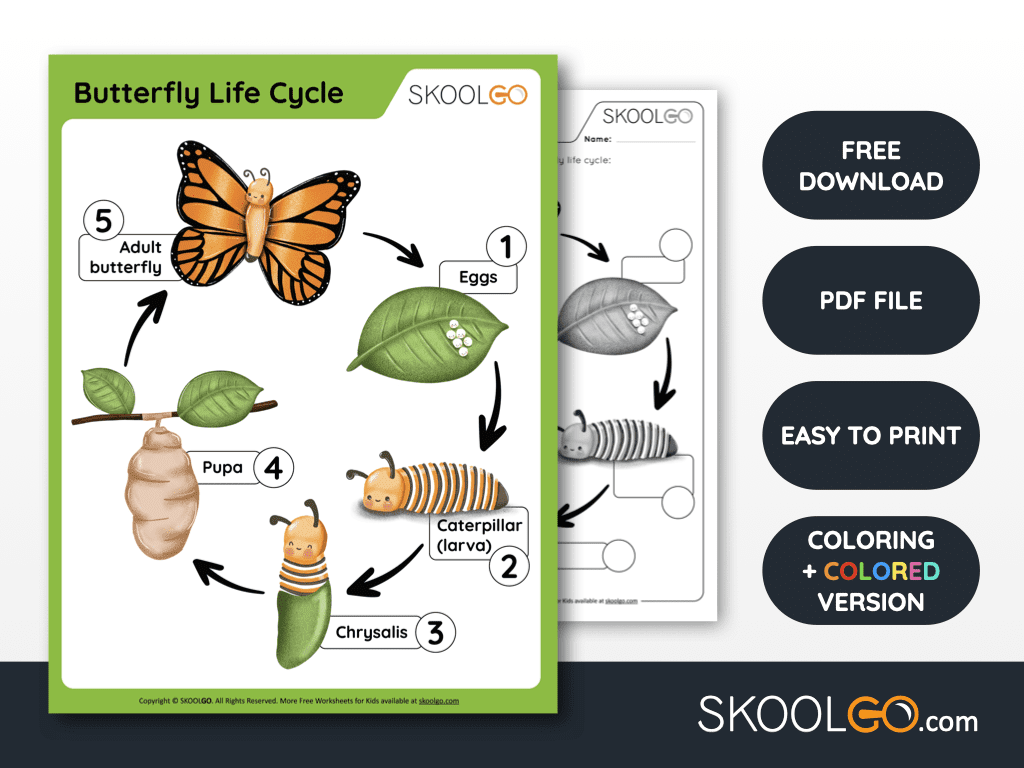Butterfly Life Cycle Worksheet Worksheets Library Butterfly Life Cycle Worksheet Worksheets Library