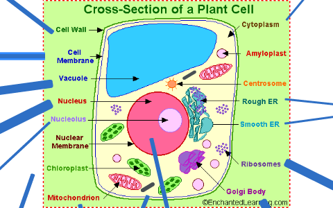 Redwater School - Look at these amazing cell analogy... | Facebook